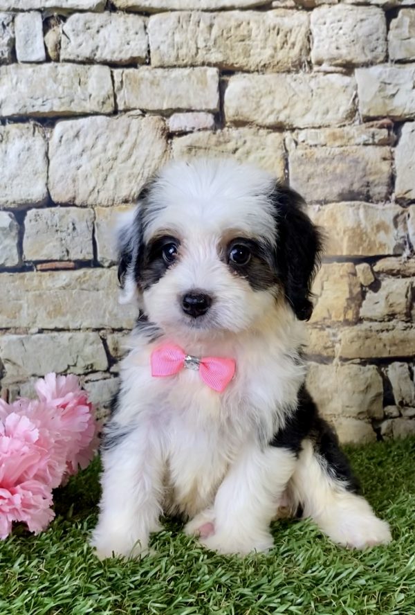 Ms. Fudge the Mini-Bernedoodle - Image 3