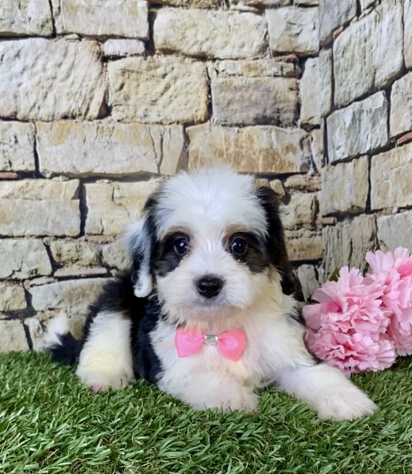 Ms. Fudge the Mini-Bernedoodle - Image 4