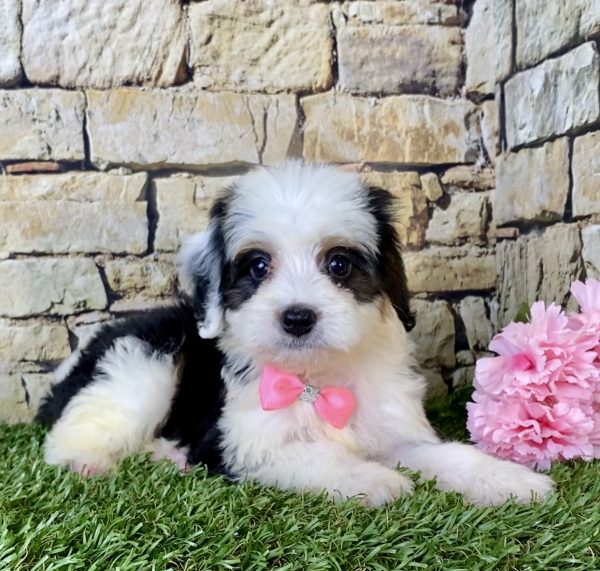 Ms. Fudge the Mini-Bernedoodle - Image 5