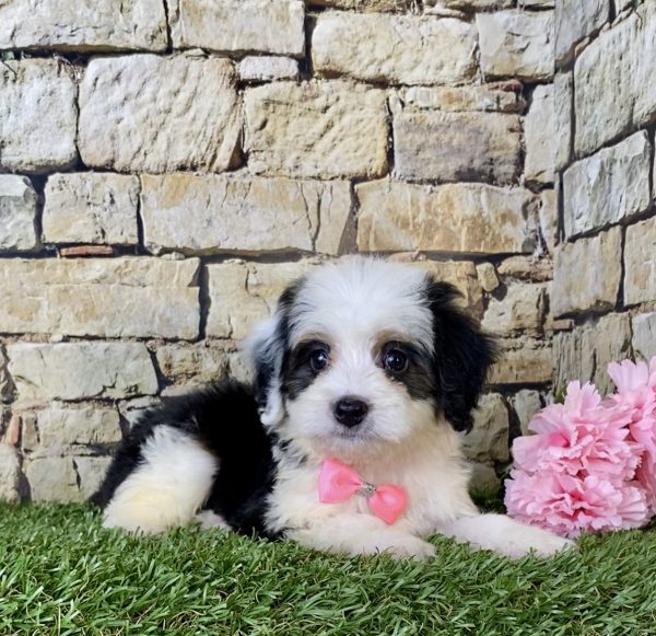 Ms. Fudge the Mini-Bernedoodle - Image 6