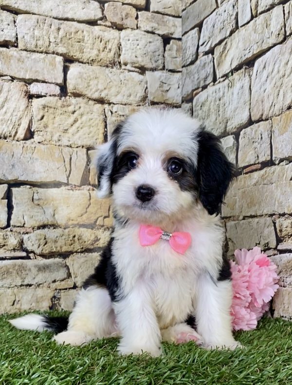 Ms. Fudge the Mini-Bernedoodle puppy