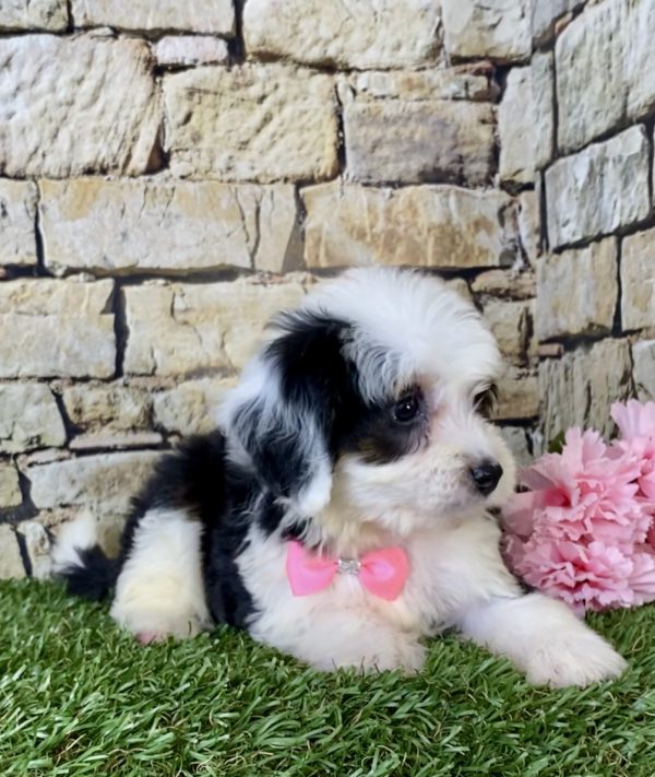 Ms. Fudge the Mini-Bernedoodle - Image 7