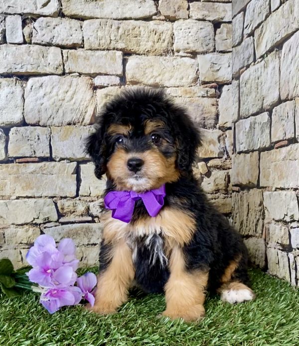 Ms. Flame the Mini-Bernedoodle - Image 2