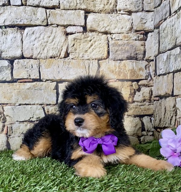 Ms. Flame the Mini-Bernedoodle - Image 3