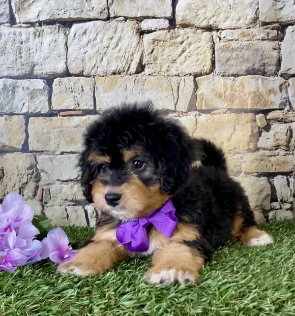Ms. Flame the Mini-Bernedoodle - Image 5