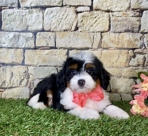 Ms. Coco the Mini-Bernedoodle - Image 2
