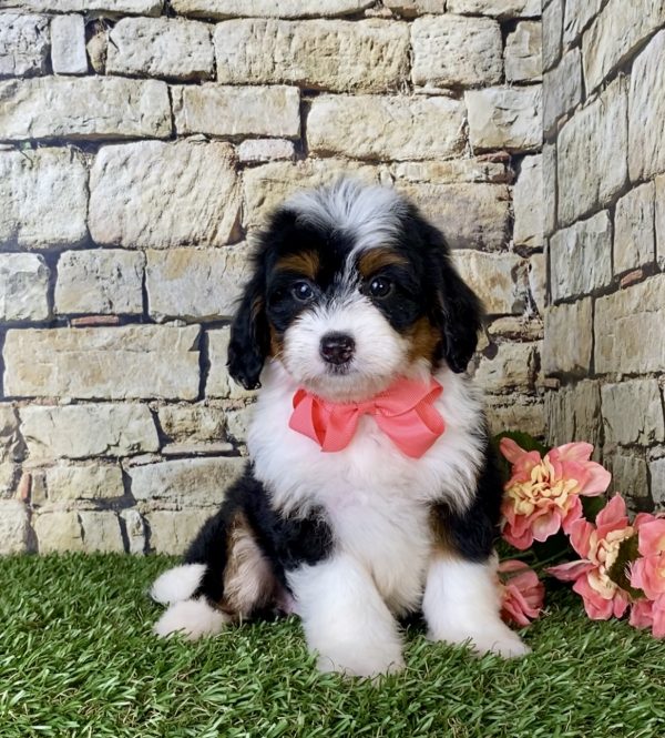 Ms. Coco the Mini-Bernedoodle - Image 6