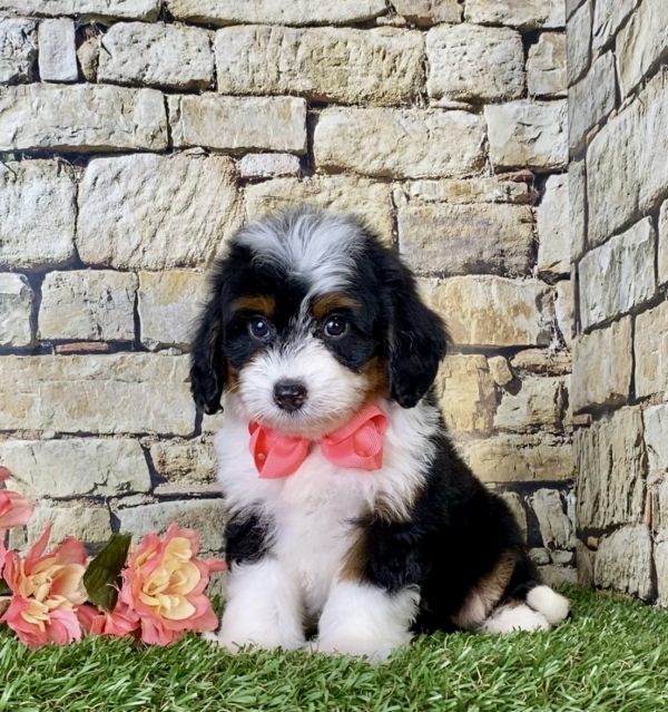 Ms. Coco the Mini-Bernedoodle - Image 5