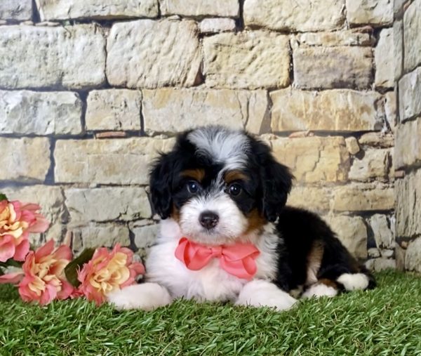 Ms. Coco the Mini-Bernedoodle - Image 4
