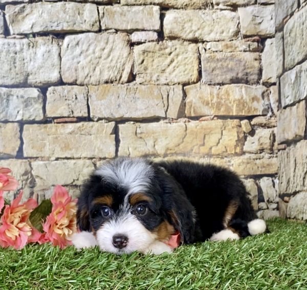 Ms. Coco the Mini-Bernedoodle - Image 3