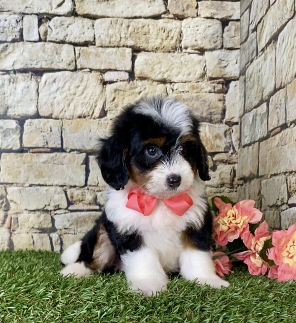 Ms. Coco the Mini-Bernedoodle puppy