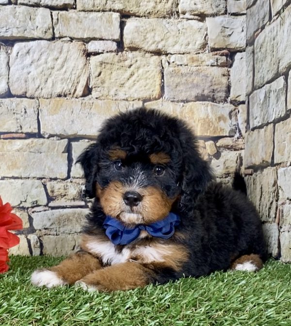 Mr. Coby the Mini-Bernedoodle - Image 2