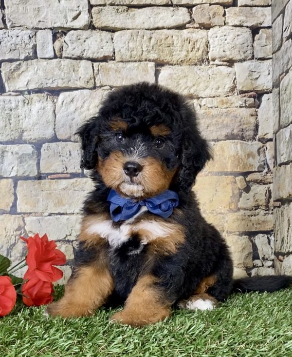 Mr. Coby the Mini-Bernedoodle puppy