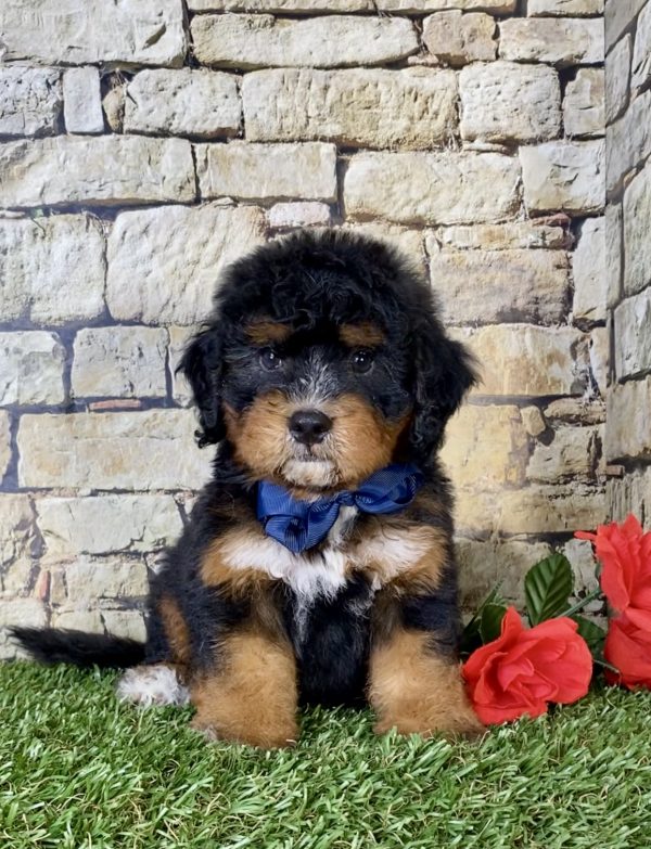 Mr. Coby the Mini-Bernedoodle - Image 3