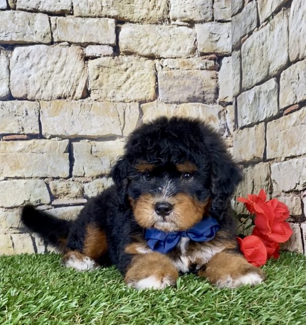 Mr. Coby the Mini-Bernedoodle - Image 4