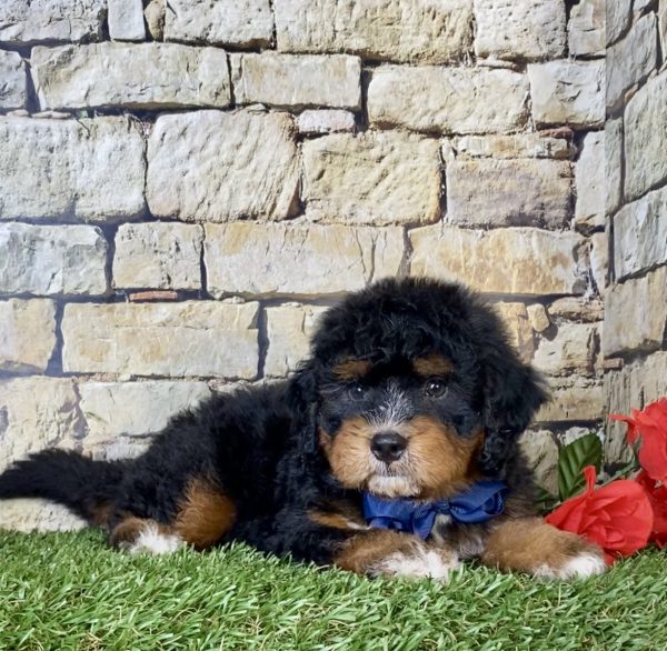 Mr. Coby the Mini-Bernedoodle - Image 5