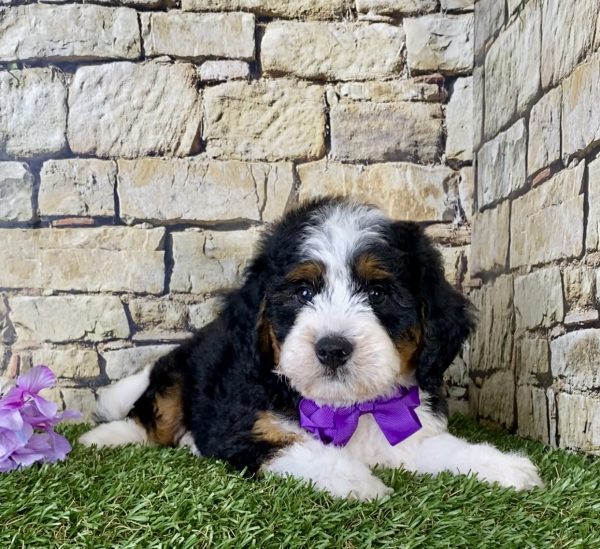 Ms. Candy the Mini-Bernedoodle - Image 2