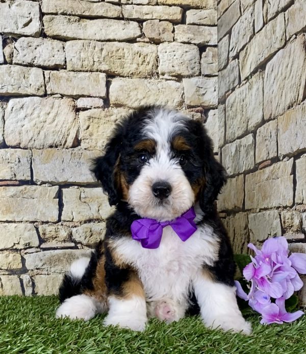 Ms. Candy the Mini-Bernedoodle - Image 3