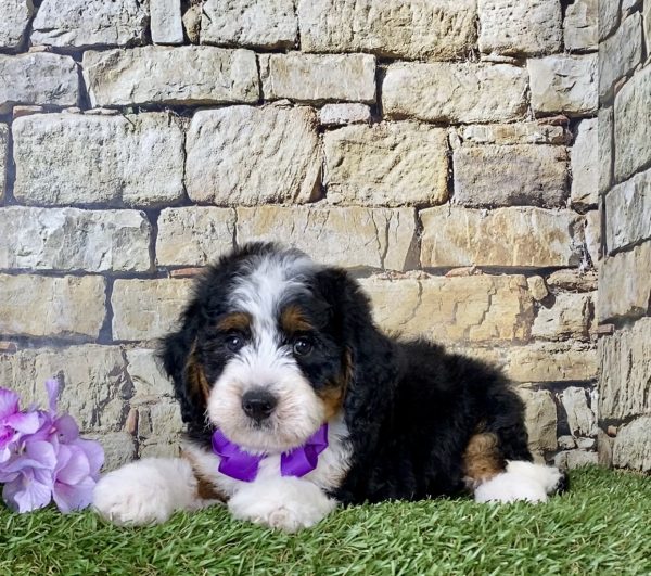 Ms. Candy the Mini-Bernedoodle - Image 4