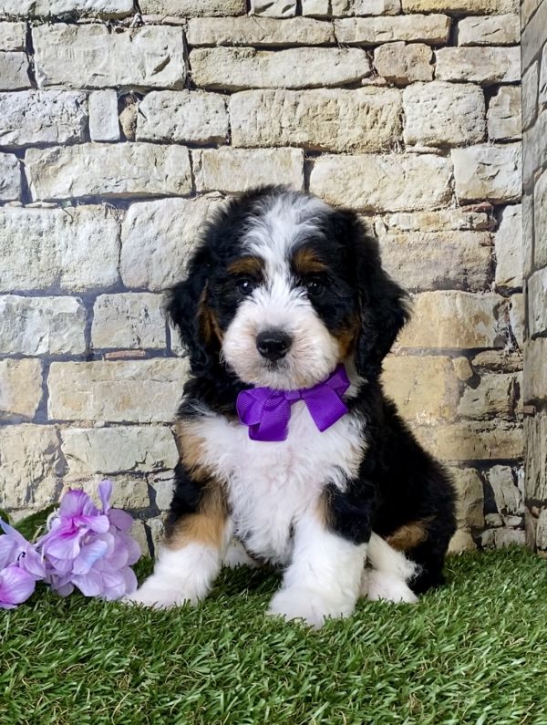 Ms. Candy the Mini-Bernedoodle puppy