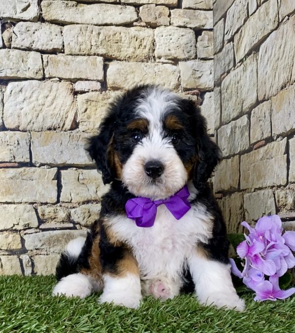 Ms. Candy the Mini-Bernedoodle - Image 5