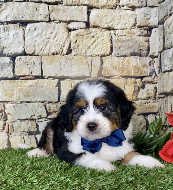 Mr. Carl the Mini-Bernedoodle - Image 2