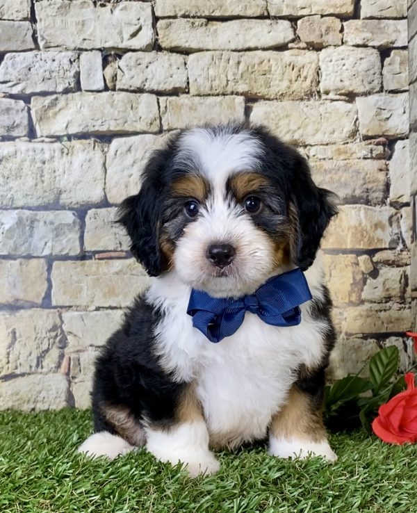 Mr. Carl the Mini-Bernedoodle puppy