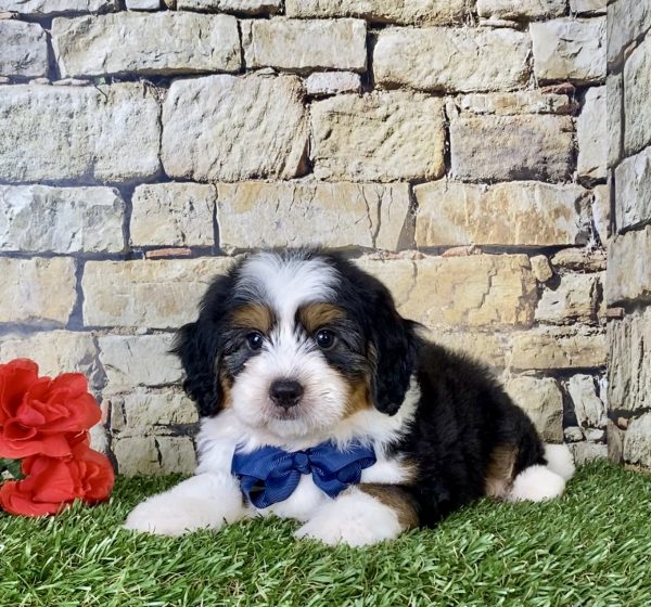 Mr. Carl the Mini-Bernedoodle - Image 5