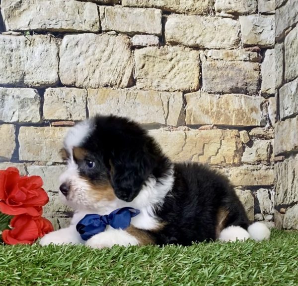 Mr. Carl the Mini-Bernedoodle - Image 4