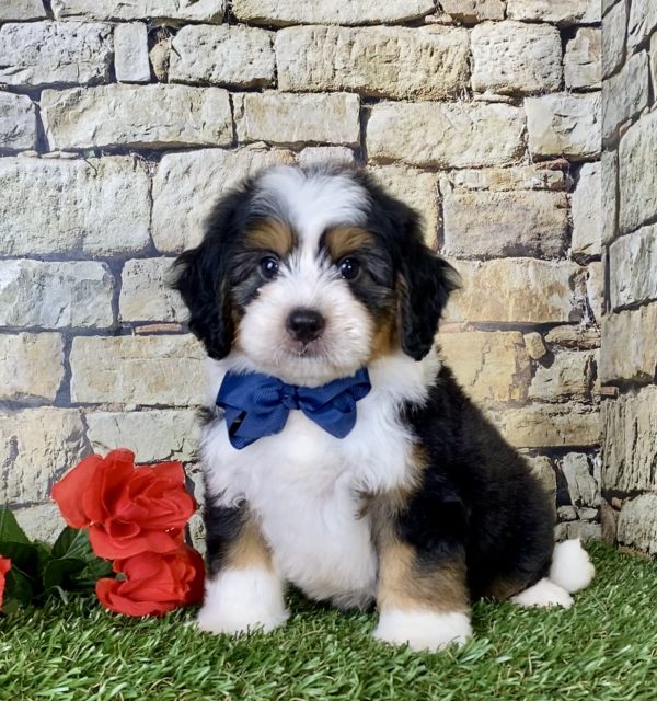 Mr. Carl the Mini-Bernedoodle - Image 3