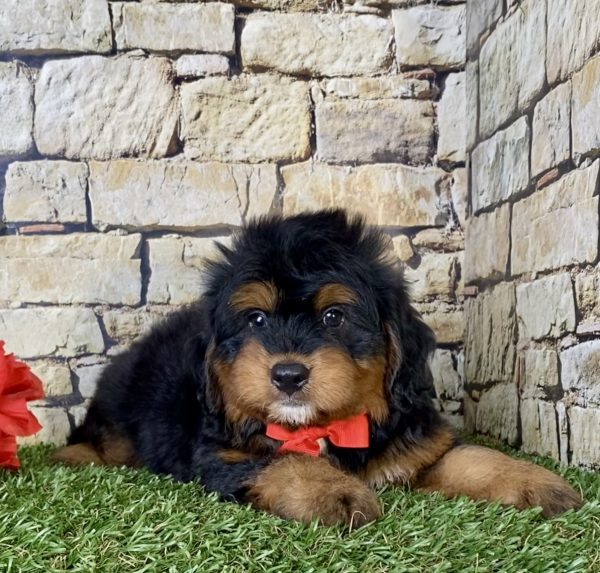 Mr. Cruz the Mini-Bernedoodle - Image 2
