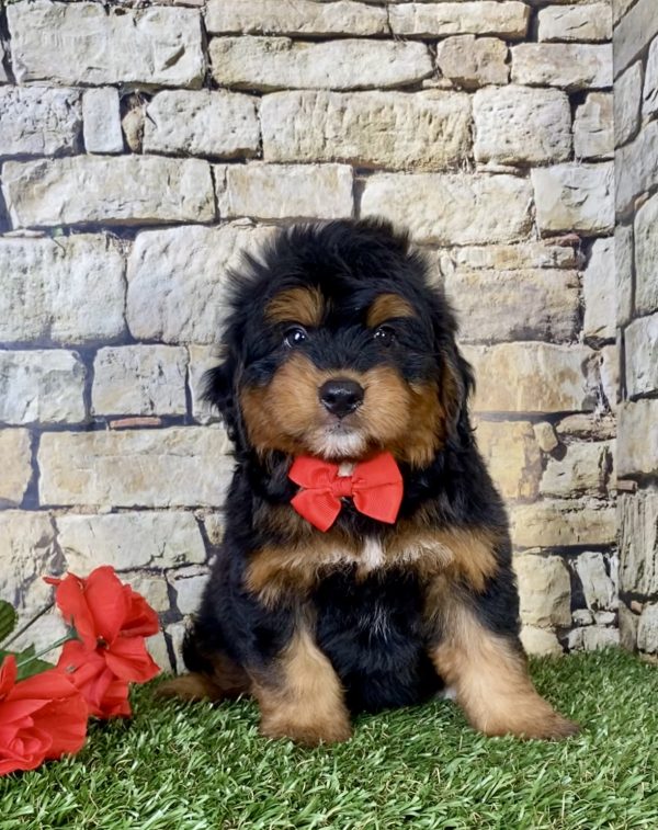 Mr. Cruz the Mini-Bernedoodle - Image 3
