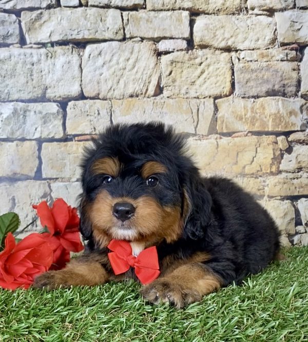 Mr. Cruz the Mini-Bernedoodle - Image 4