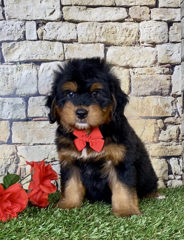 Mr. Cruz the Mini-Bernedoodle puppy