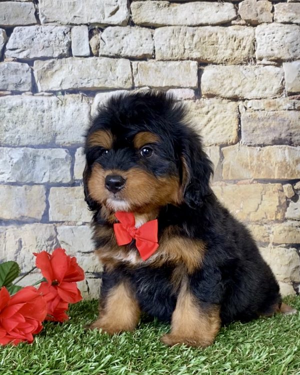 Mr. Cruz the Mini-Bernedoodle - Image 5