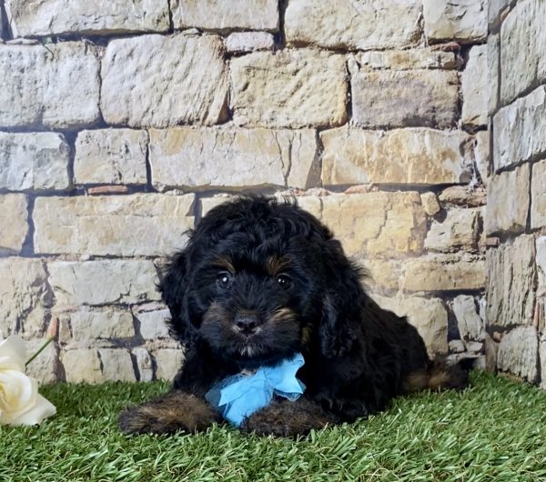 Mr. Alfie the Mini-Bernedoodle - Image 2