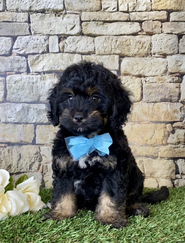 Mr. Alfie the Mini-Bernedoodle - Image 3