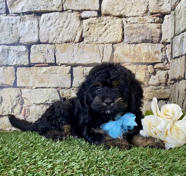 Mr. Alfie the Mini-Bernedoodle - Image 4