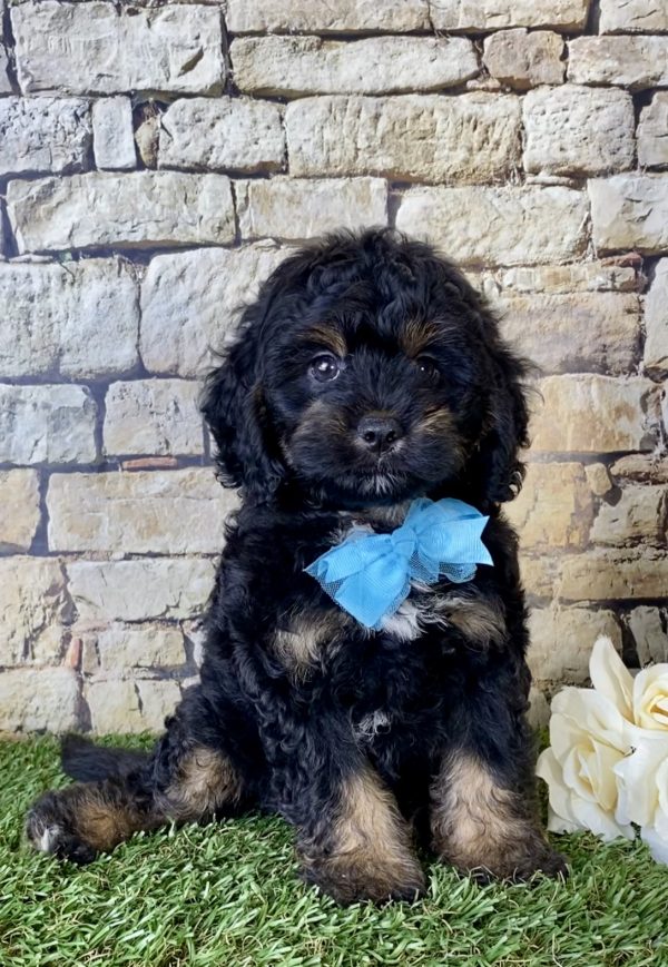Mr. Alfie the Mini-Bernedoodle puppy