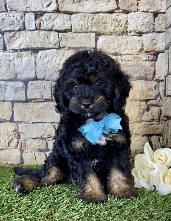 Mr. Alfie the Mini-Bernedoodle - Image 5