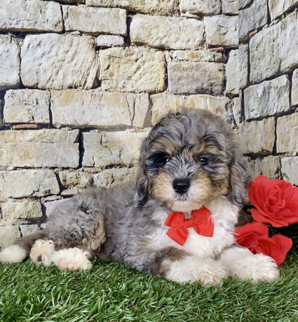 Mr. Arrow the Mini-Bernedoodle - Image 3