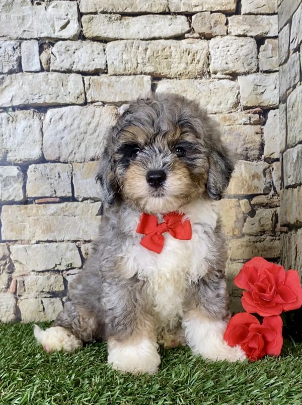 Mr. Arrow the Mini-Bernedoodle puppy