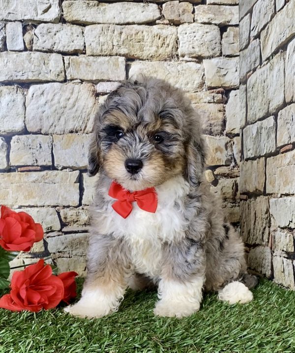 Mr. Arrow the Mini-Bernedoodle - Image 4