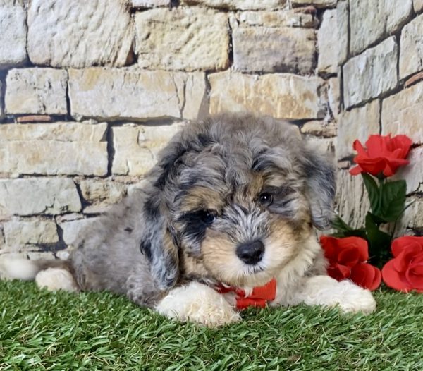 Mr. Arrow the Mini-Bernedoodle - Image 5