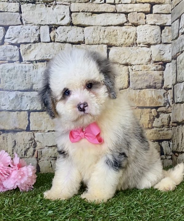 Ms. Beth the F1B Mini-Bernedoodle - Image 2