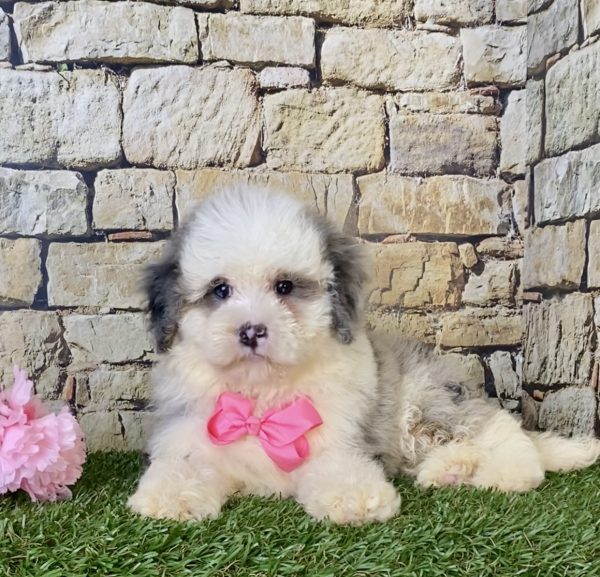 Ms. Beth the F1B Mini-Bernedoodle - Image 3
