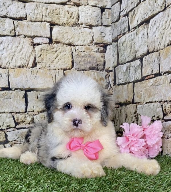 Ms. Beth the F1B Mini-Bernedoodle - Image 4