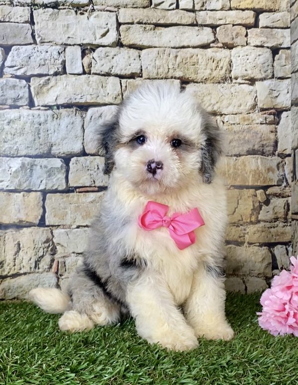 Ms. Beth the F1B Mini-Bernedoodle - Image 5