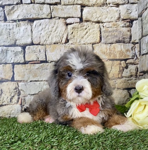 Mr. Blu the F1B Mini-Bernedoodle - Image 2
