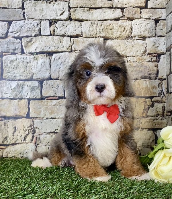 Mr. Blu the F1B Mini-Bernedoodle - Image 3